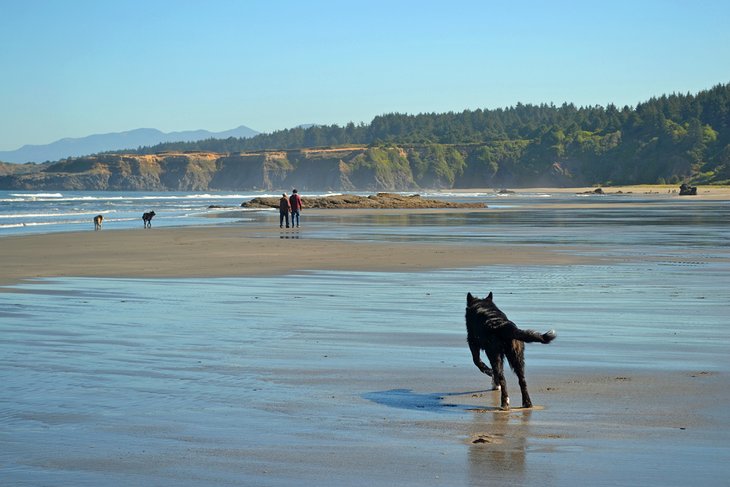 Leash-free area at Otter Point State Recreation Site