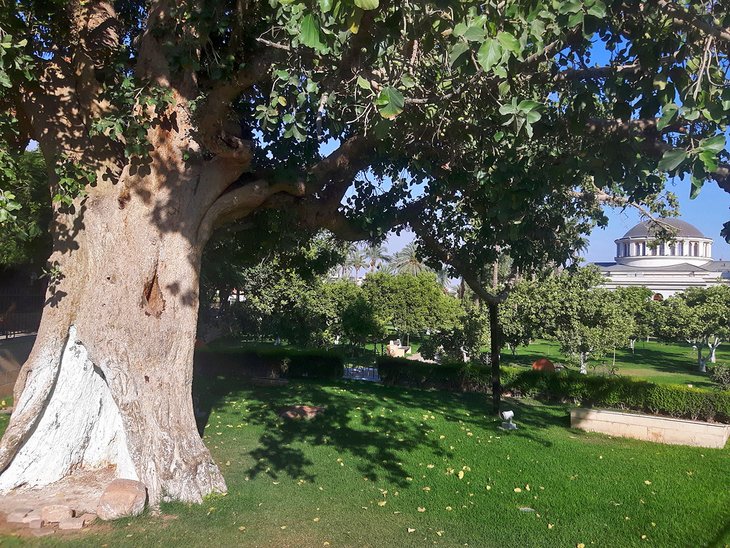 Baum des Zachäus