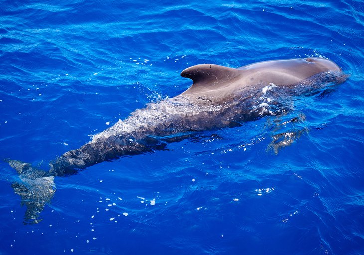 Pilot whale off Tenerife