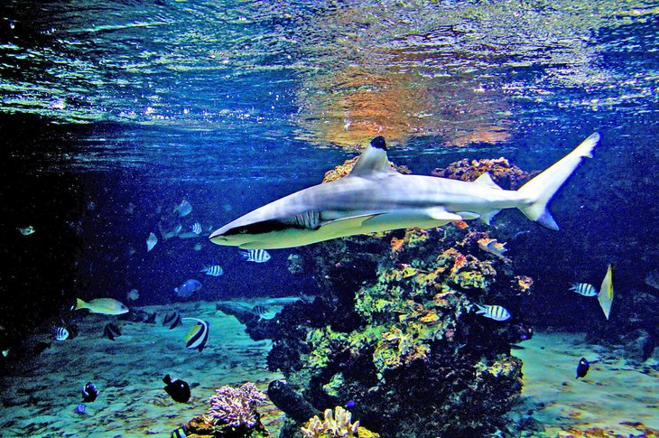 Requins et récif corallien à Tropikariet
