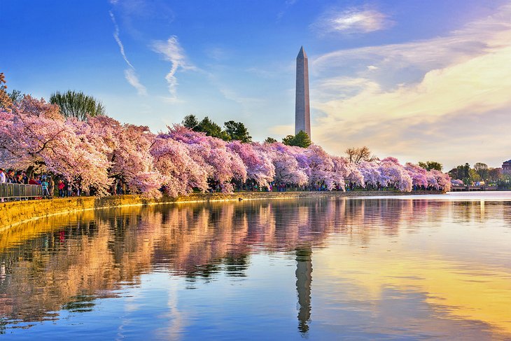 Cherry blossoms at the Washington Monument