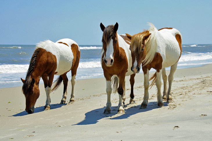 Wild horses on Assateague Island Seashore