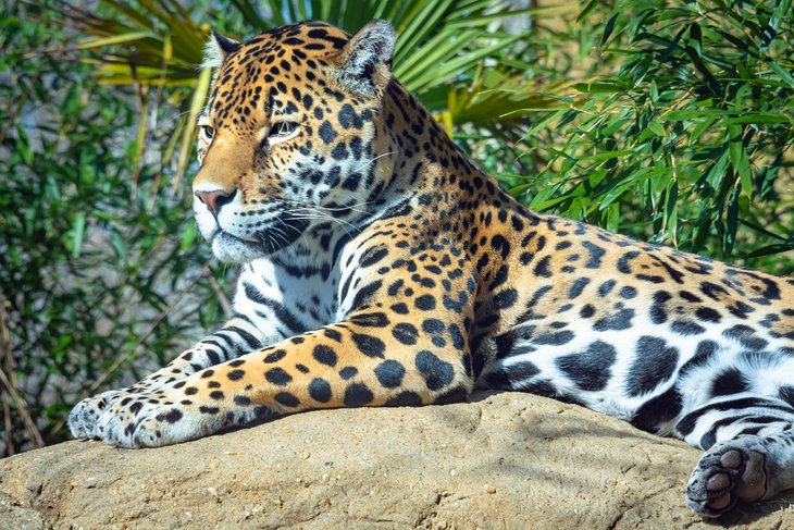 Jaguar au zoo de Birmingham