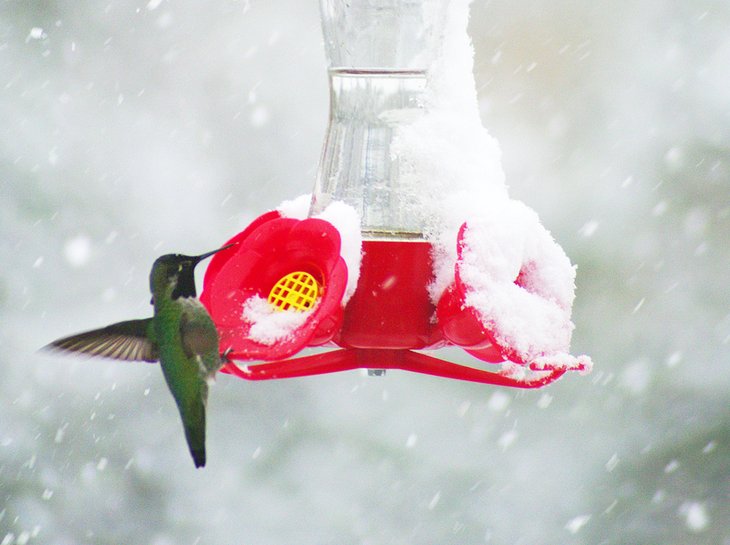 Hummingbird at a feeder in Sedona