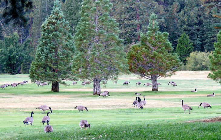 Canada geese on Tahoe City Golf Course