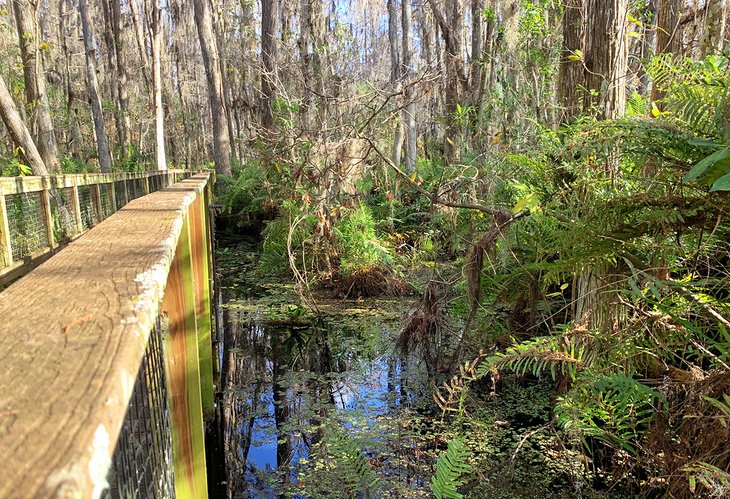 The Cypress Swamp Boardwalk at Arthur R. Marshall Loxahatchee National Wildlife Refuge