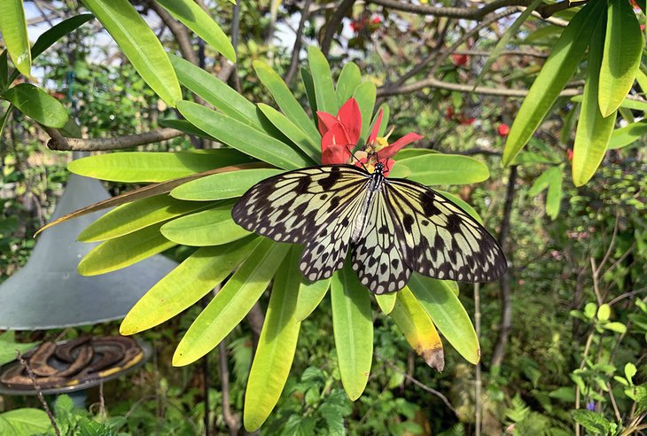 Enjoying a tasty treat at Butterfly World