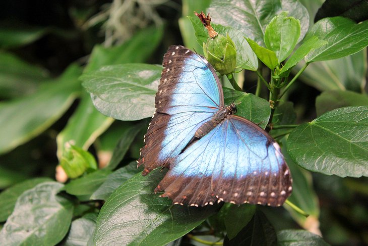 Butterfly at Biosphere Potsdam