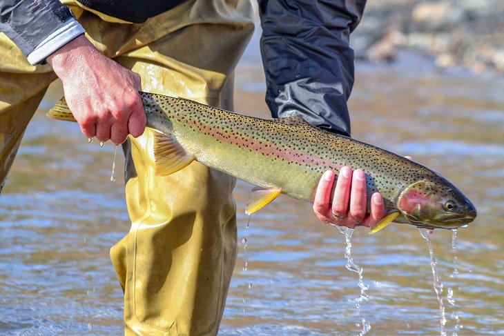Steelhead trout in the Salmon River
