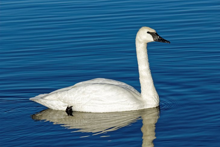 Trumpeter Swan