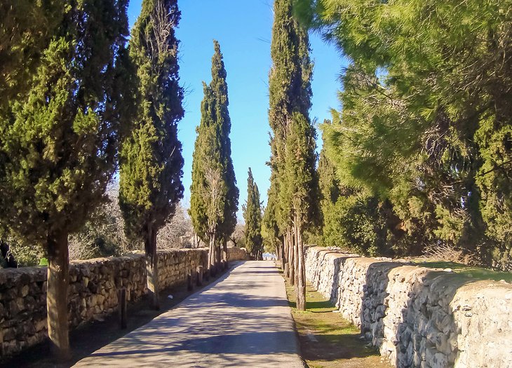 Pathway through cypress trees on Mount Tabor