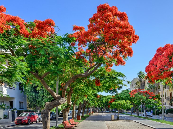 Poinciana trees blooming along Boulevard Rothschild in Tel Aviv