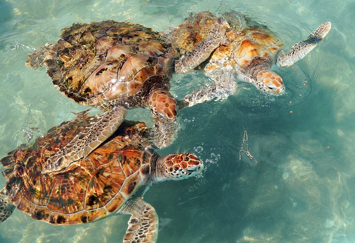 Tortues de mer à The Turtle Farm sur Isla Mujeres