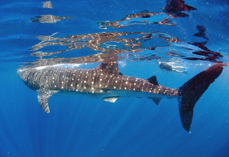 Apnéiste nageant avec un requin baleine au large d'Isla Mujeres