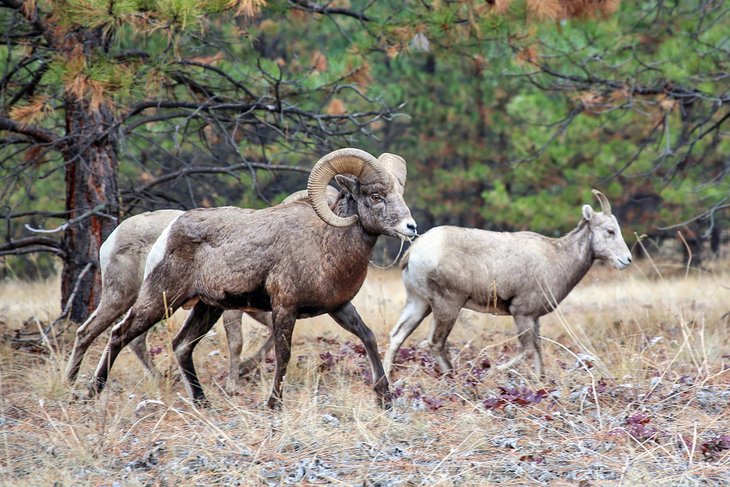 Bighorn sheep on Wild Horse Island