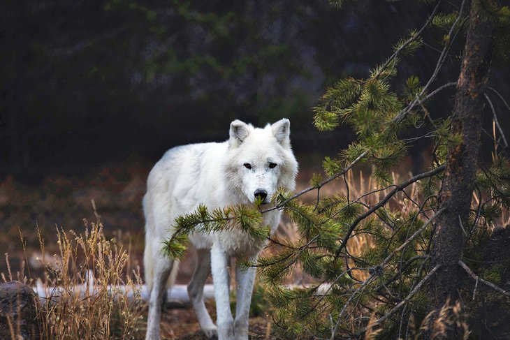 Gray wolf at the Grizzly and Wolf Discovery Center