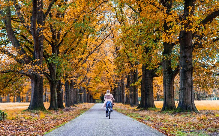 Biking in the fall at Hoge Veluwe National Park