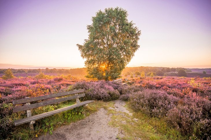 Sunrise in Hoge Veluwe