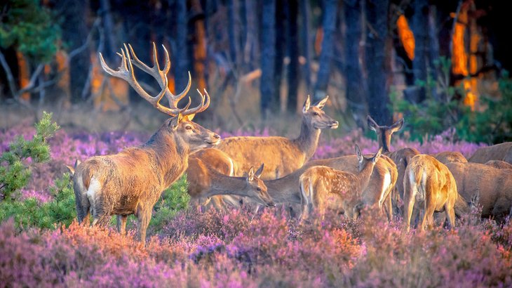 A herd of red deer in Hoge Veluwe National Park