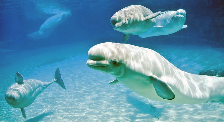 Beluga whales at the Aquarium of Niagara