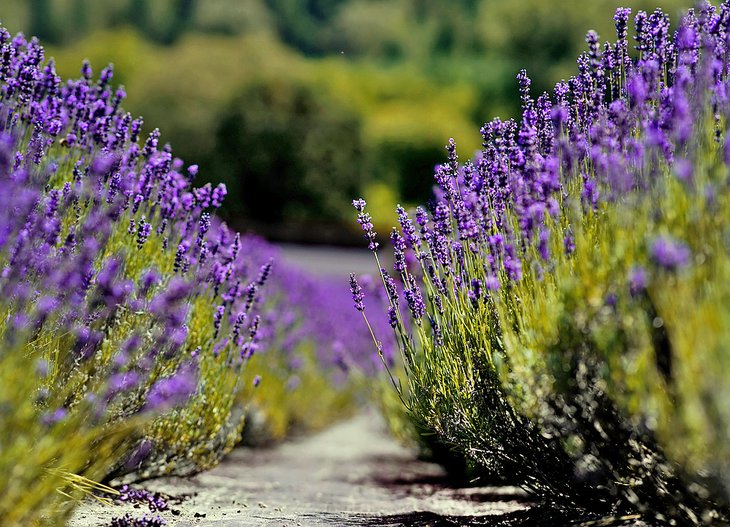 Lavender farm In Jacksonville