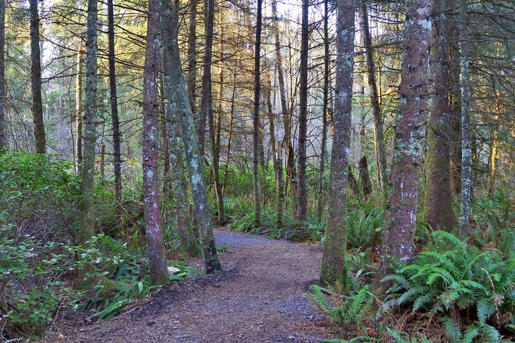 Trail in Kilchis Point Reserve