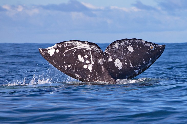 Grey whale tail off the Oregon coast