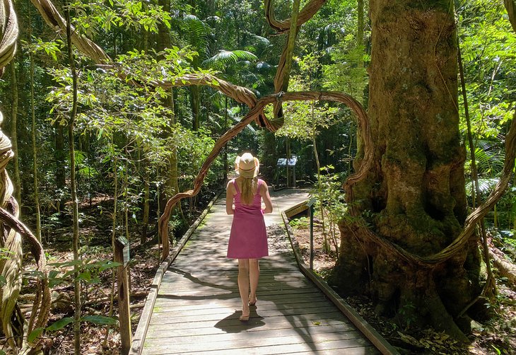 Boardwalk through the Mary Cairncross Scenic Reserve