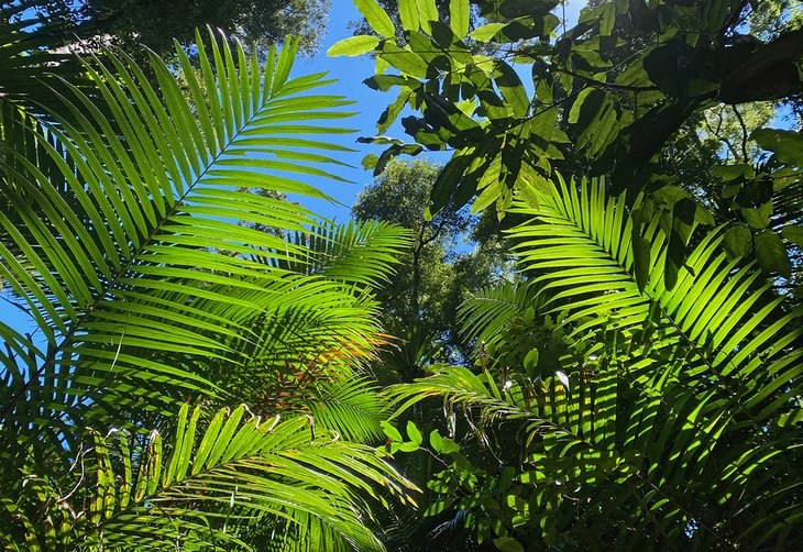 A canopy of palms at the Mary Cairncross Scenic Reserve