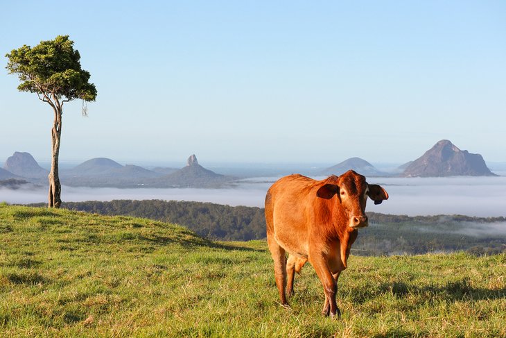 View of the Glasshouse Mountains from Maleny