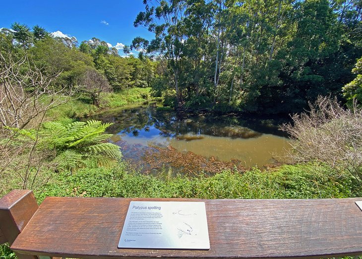 Obi Obi Boardwalk