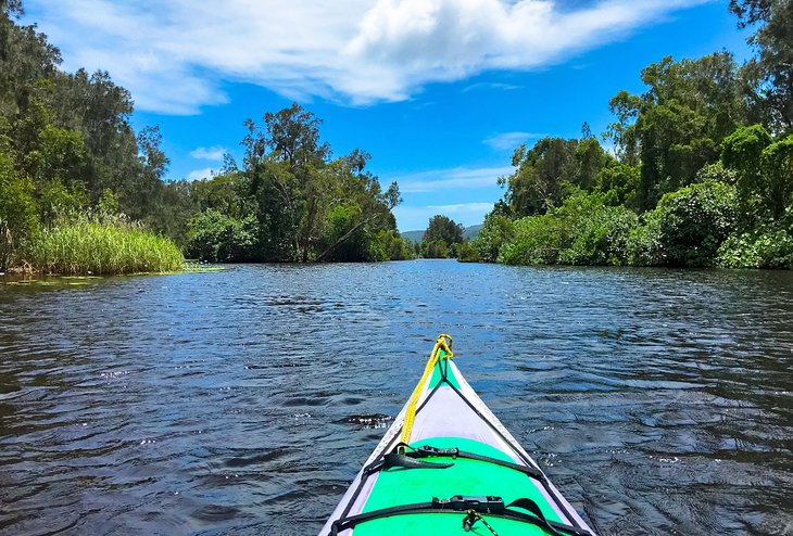 Kayaking drifting through the  Noosa Everglades