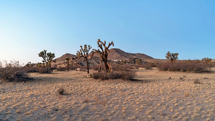 Joshua trees with Saddleback Butte in the background