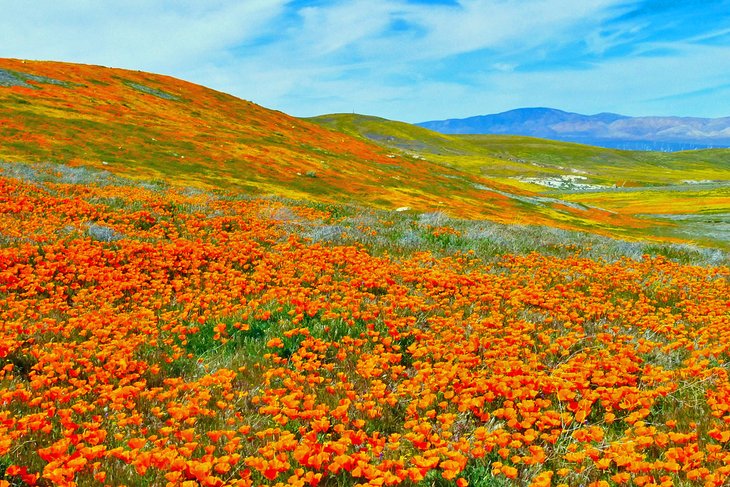 Antelope Valley California Poppy Reserve