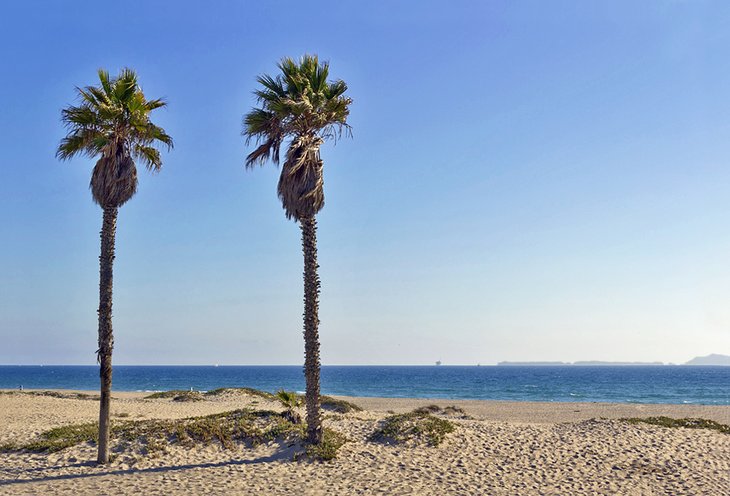 Palm trees on Mandalay State Beach