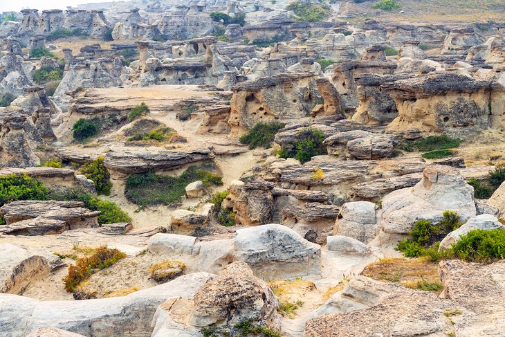 Sandstone Hoodoos at Writing on Stone Provincial Park