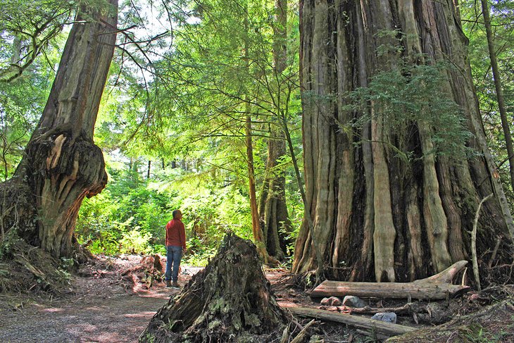 Ancient Cedars Trail