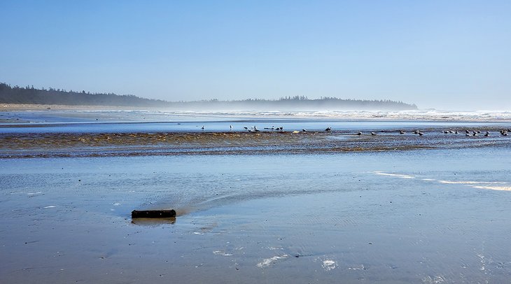 Seagulls on Combers Beach