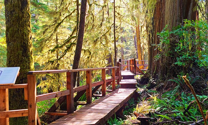 Raised boardwalk on the Rainforest Trail