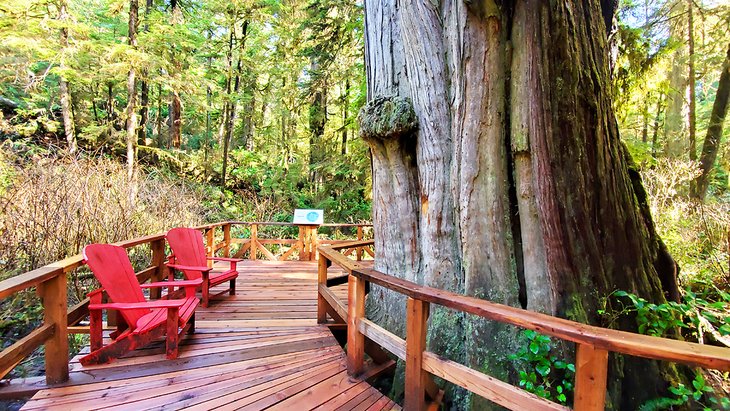 Chairs along the trail to rest and contemplate the forest