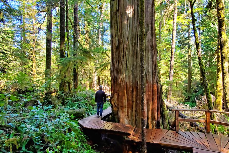 Man on the Rainforest Trail