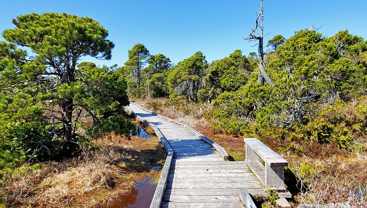 Boardwalk on the Shorepine Bog Trail