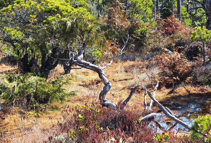 Scene along the Shorepine Bog Trail