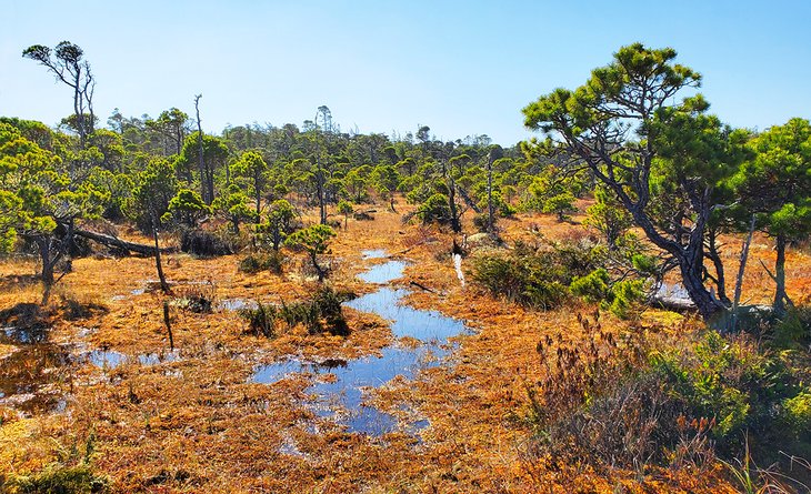 Water along the Shorepine Bog Trail