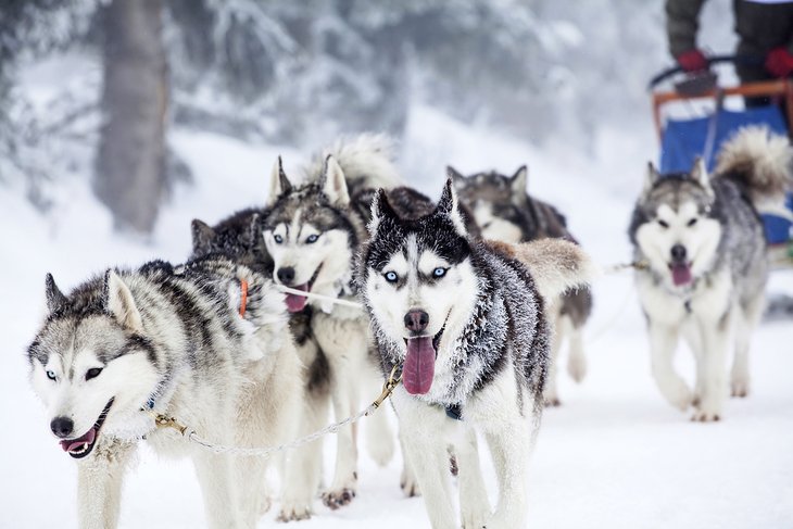 Dogsledding