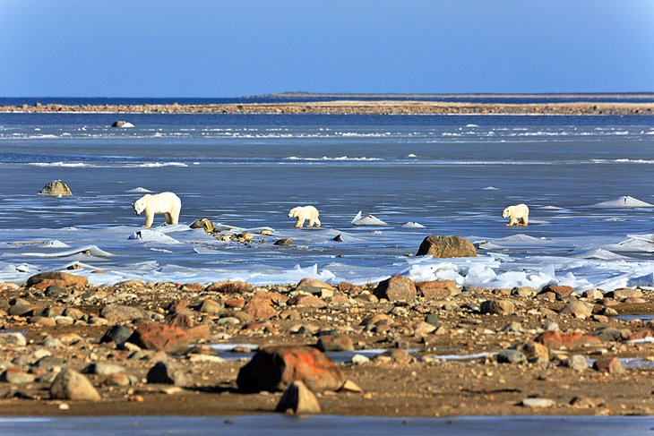Polar bears on the ice in Hudson Bay