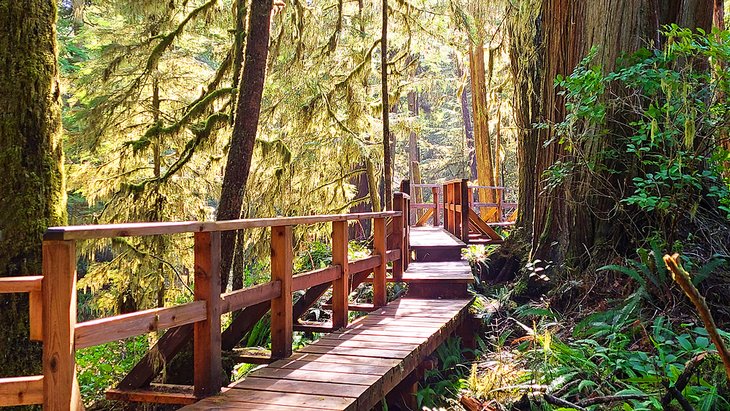 Rainforest Hiking Trail