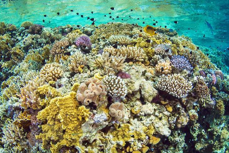 Vibrant corals at Jackson Reef