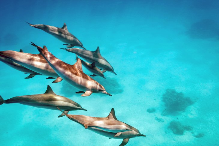 Spinner dolphins at Shaab Samadai