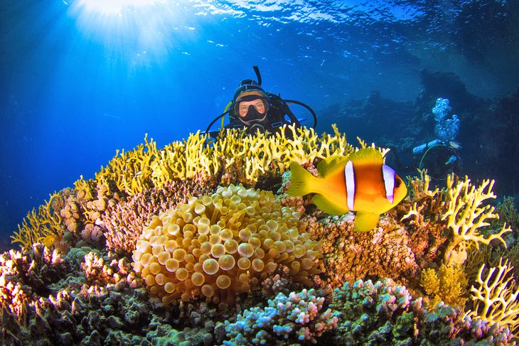Diver with corals at Jolanda Reef